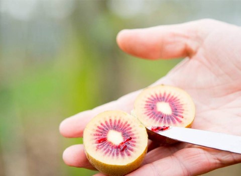 تصویر 4 از خرید و قیمت کیوی تو سرخ + فروش صادراتی